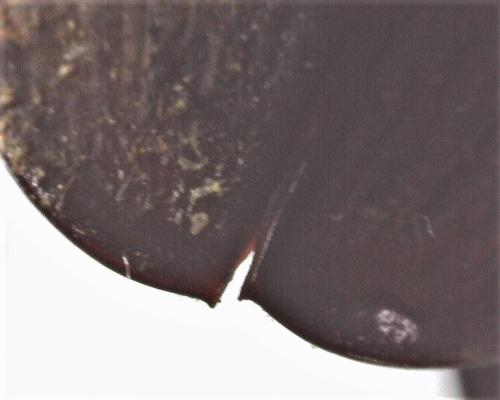 Hydrophilus piceus
